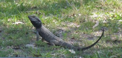 Water Dragon [Sheila Kennedy]